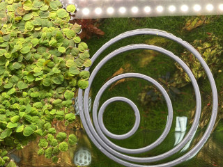 Anéis flutuantes de plantas para aquário de 2 a 9 pol. portal de alimentação paisagismo aquático (qualquer cor!)